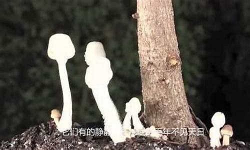 奥妙无穷的微生物世界-探索微生物奥秘