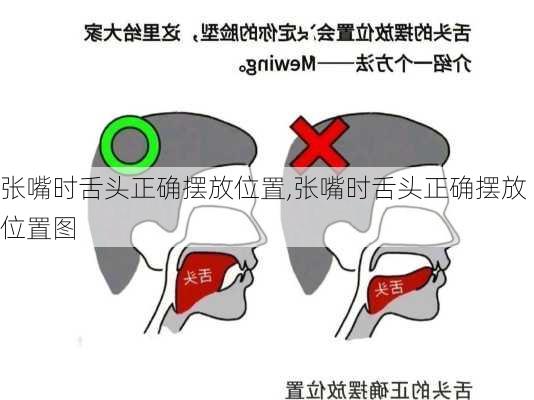 张嘴时舌头正确摆放位置,张嘴时舌头正确摆放位置图