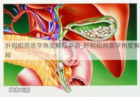 肝胆相照医学角度解释英语_肝胆相照医学角度解释