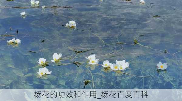 杨花的功效和作用_杨花百度百科