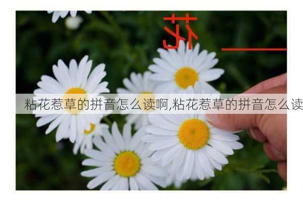 粘花惹草的拼音怎么读啊,粘花惹草的拼音怎么读