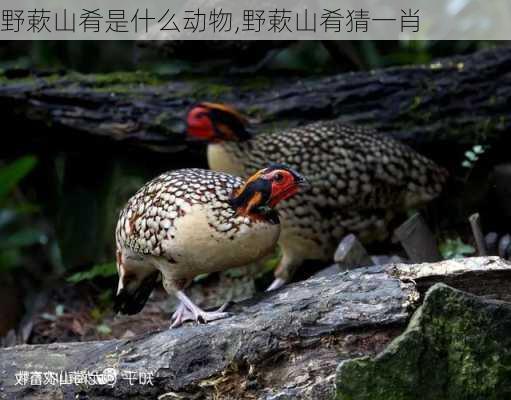 野蔌山肴是什么动物,野蔌山肴猜一肖