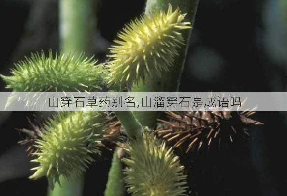 山穿石草药别名,山溜穿石是成语吗