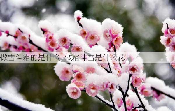 傲雪斗霜的是什么_傲霜斗雪是什么花