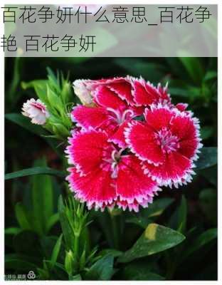 百花争妍什么意思_百花争艳 百花争妍