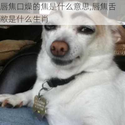 唇焦口燥的焦是什么意思,唇焦舌敝是什么生肖