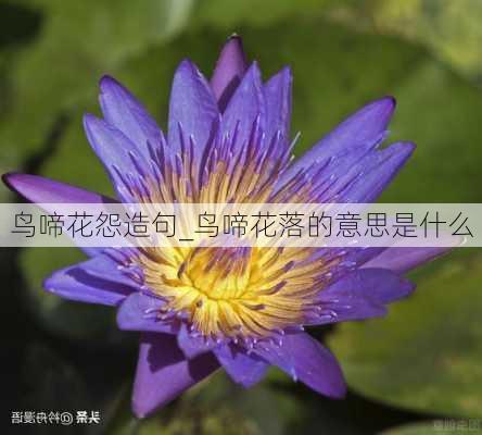 鸟啼花怨造句_鸟啼花落的意思是什么