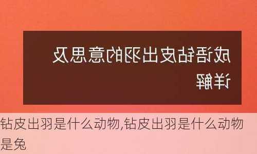 钻皮出羽是什么动物,钻皮出羽是什么动物是兔