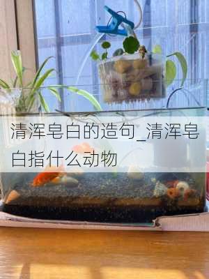 清浑皂白的造句_清浑皂白指什么动物