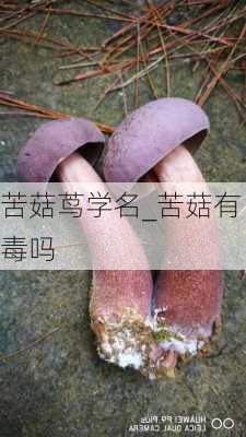 苦菇茑学名_苦菇有毒吗