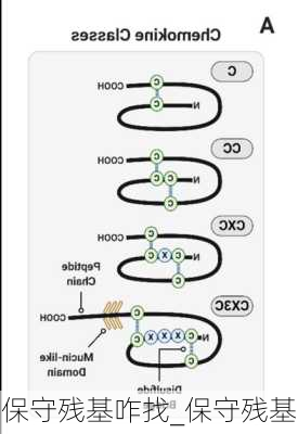 保守残基咋找_保守残基
