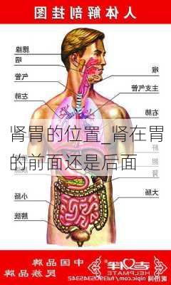 肾胃的位置_肾在胃的前面还是后面