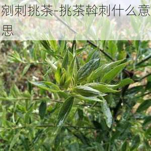 剜刺挑茶-挑茶斡刺什么意思